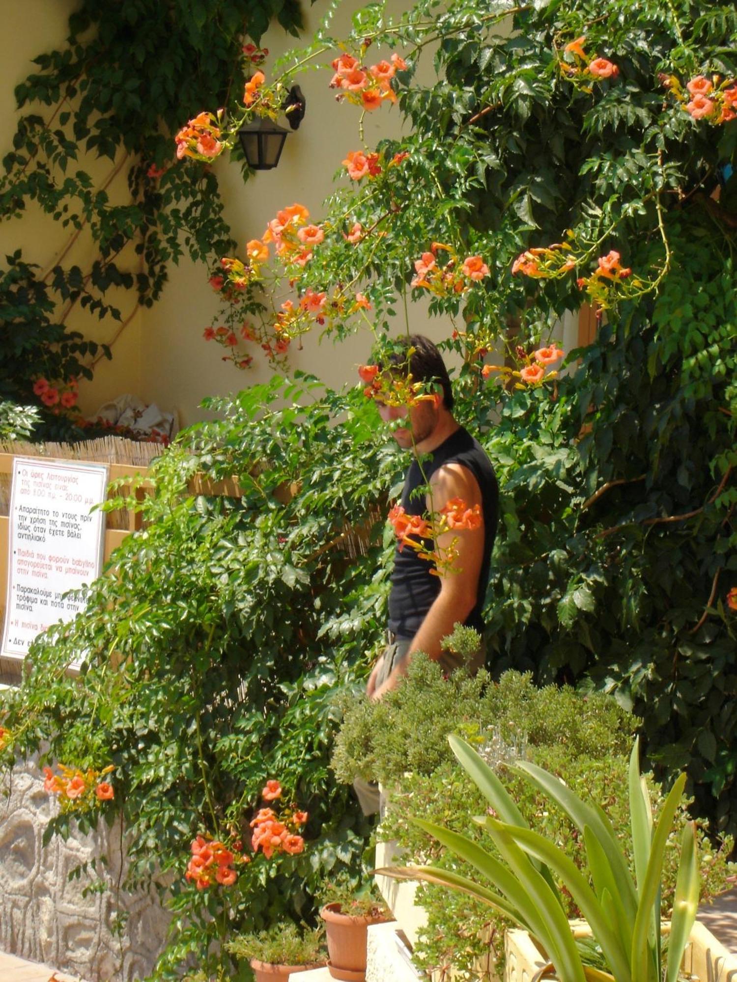 Hotel Afea Agia Marina  Exterior photo